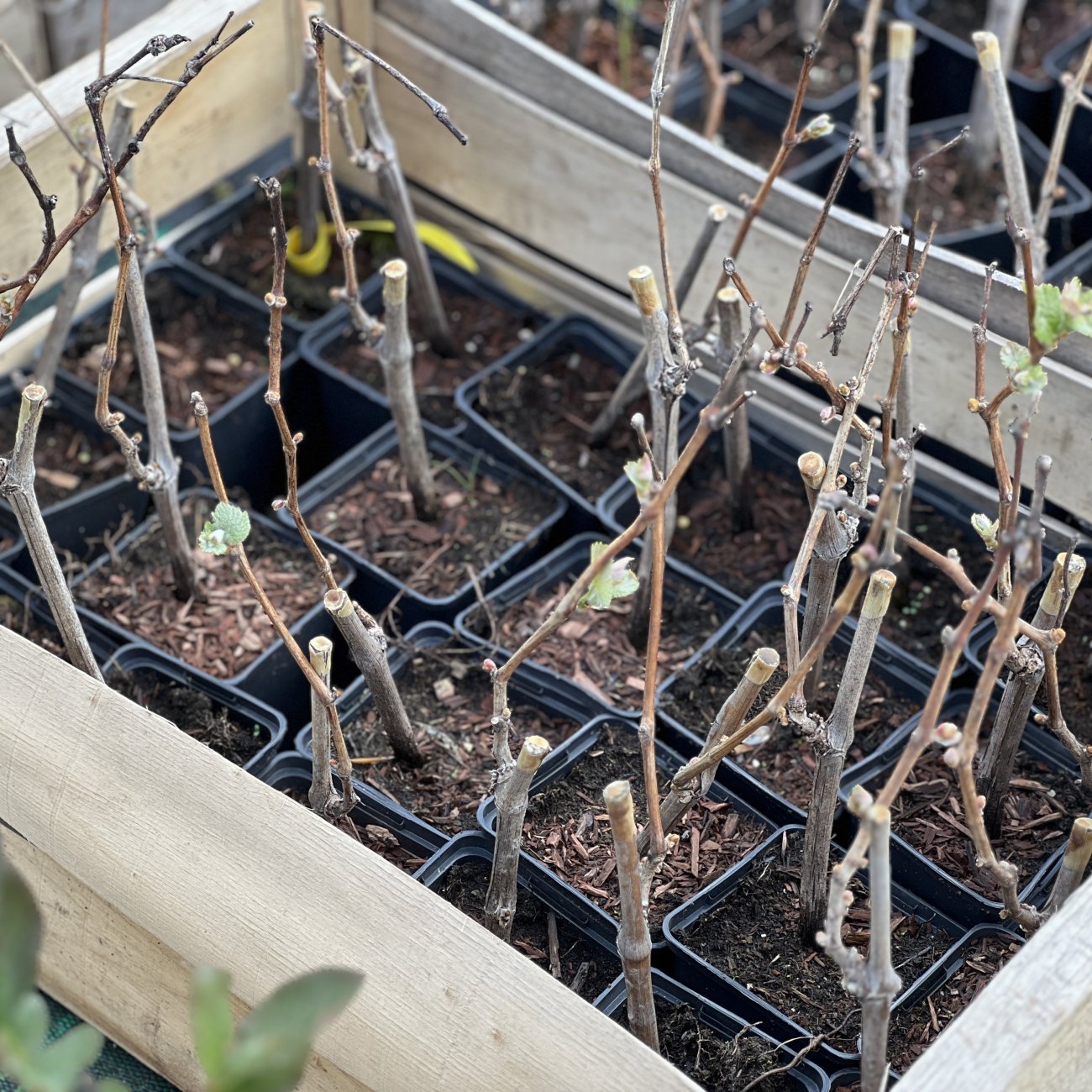 Obrázok Vinič hroznorodý (Vitis vinifera) ‘LEON MILLOT´ – výška 25–35 cm, kont. P9/P11
